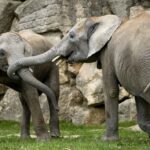 Die Elefanten-Kinder Mongu und Kibo bekommen ein Geschwisterl.