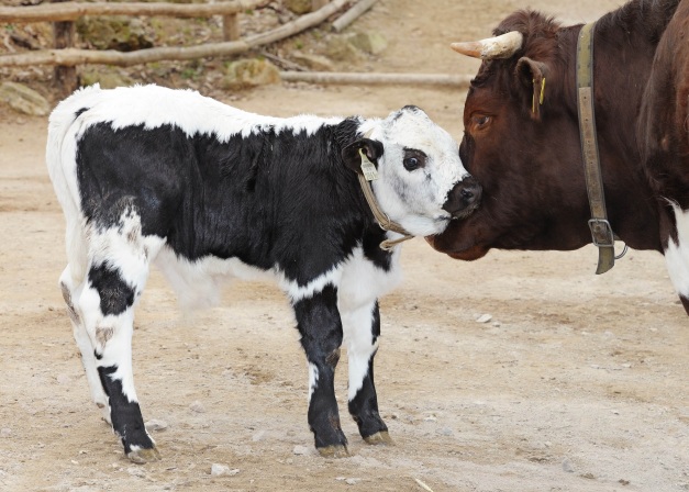 Pustertaler Sprinzen_Zoo Vienna Redaktion Österreichisches Pressebüro