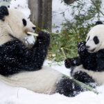 Fu Hu mit einem Elternteil im Schnee, Foto Daniel Zupanc