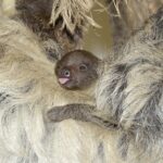 Faultier, Zoo Wien, Foto Norbert Potensky