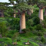 Ausstellungsansicht „BAOBAB. Der Zauberbaum. Fotografien von Pascal Maître.
“ Foto: Pascal Maitre