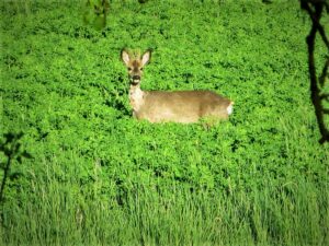 Es gehört schon eine Menge Chuzpe dazu, solch wertvolles Leben in der Natur mit nur einem einzigen Fingerzug auszulöschen. Und dennoch werden - so hat es den Anschein - die Jäger immer mehr. Foto: oepb