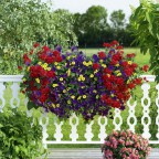 Um den Balkon farblich in Szene zu setzen, finden Kunden bei der grünen
Nummer 1 ... Foto: bellaflora