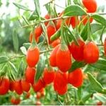 Goji-Beeren