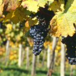 Blaufraenkische Trauben, Foto OWM_Armin Faber Blaufraenkische Trauben, Foto OWM_Armin Faber
