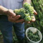 Weinlese, Foto OWM Armin Faber Weinlese, Foto OWM Armin Faber