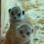 Erdmännchen Nachwuchs
