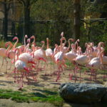 Flamingos
