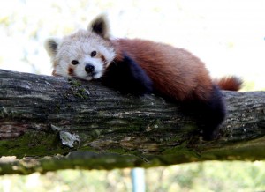 Roter Panda Roter Panda