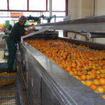 Fruchtpüreeproduktion am jüngsten Pfanner Produktionsstandort in Policoro/Süditalien. Foto: Hermann Pfanner Getränke GmbH