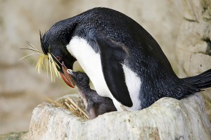 Einer der vielen Zuchterfolge im Tiergarten Schönbrunn. Foto: Daniel Zupanc