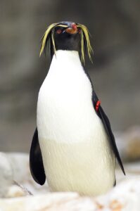 Felsenpinguin-Foto: Daniel Zupanc