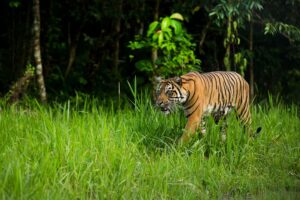 Der vom Aussterben bedrohte Sumatra-Tiger. Foto: Paul Hilton / Greenpeace