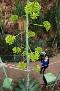 Agave_Foto Daniel Zupanc