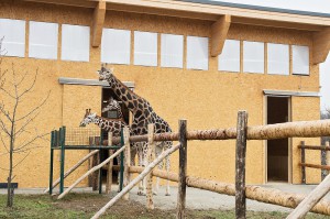 Zufrieden, neugierig und auch ein bisserl grazil ... Foto: Daniel Zupanc