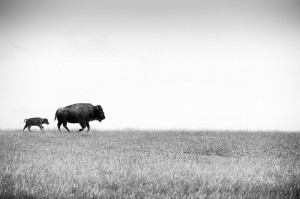 Bison von Heidi & Hans Jürgen Koch
