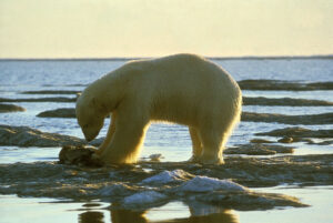 Gemäß Zählungen leben 25.000 Eisbären in Freiheit. Das Eis schmilzt den Tieren jedoch unter den Pfoten weg. In Zoos haben sie Überlebens-Chancen, wenngleich die Tiere eingesperrt sind. Foto: Olsen