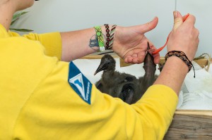  Corinna Esterer füttert die Vögel mit einem Fleischbrei. Foto: Daniel Zupanc