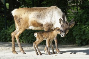 Foto: Tiergarten Schönbrunn/Norbert Potensky