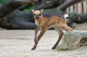 Foto: Tiergarten Schönbrunn/Norbert Potensky