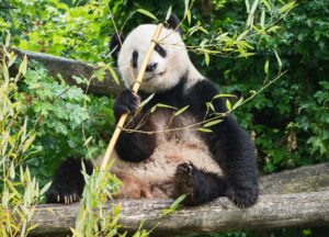 Panda-Weibchen Yang Yang. Foto: Daniel Zupanc