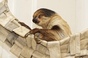 Zweifinger-Faultier (Choloepus didactylus)