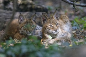 Eurasische Luchse-Foto: Tiergarten Schönbrunn/Norbert Potensky