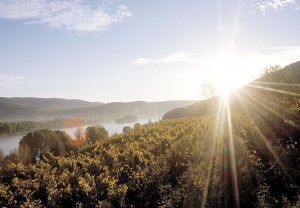 Die Weinlese wird in den nächsten Tagen und Wochen bei hoffentlich tollem Herbst-Wetter voll und ganz einsetzen. Foto: ÖWM / Himml