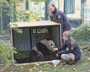 Fu Bao wird von den Pflegern in aller Ruhe auf die weite Reise eingestellt und vorbereitet. Foto: Tiergarten Schönbrunn/Norbert Potensky
