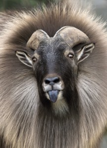  ZOOmomente 2015-Ausstellung: Himalaya Tahr. Foto Daniel Zupanc