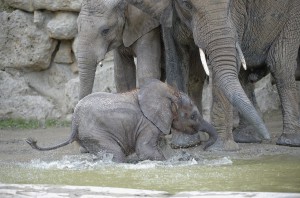 Iqhwa, Mongu und Tuluba vergnügen sich im kühlen Nass. Foto: Tiergarten Schönbrunn/Norbert Potensky