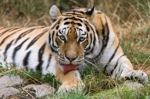 Tiger-Foto: Daniel Zupanc
