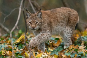 Luchs Jungtier-Foto: Daniel Zupanc