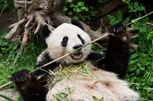 Großer Panda-Foto: Daniel Zupanc