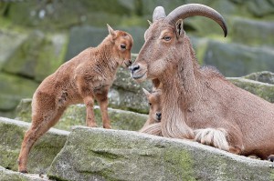 Mähenspringer-Foto: Tiergarten Schönbrunn/Norbert Potensky