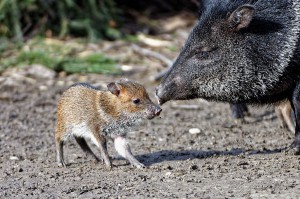Halsbandpekari-Foto: Tiergarten Schönbrunn/Norbert Potensky