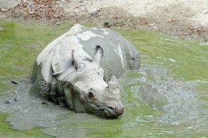 Jange beim gemütlichen Suhlen im Schlamm. Foto: Tiergarten Schönbrunn/Norbert Potensky