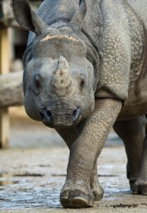 Nashorn Sundari schreitet zum Foto-Termin: Bild: Daniel Zupanc
