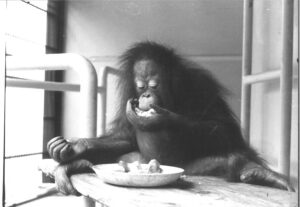 Die 4jährige Nonja um 1980. Foto: Tiergarten Schönbrunn