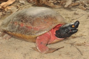 Batagur Flussschildkröte. Foto: Peter Praschag