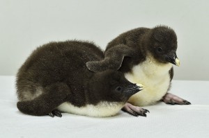 Noch junge Küken. Foto: Daniel Zupanc