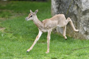 Bild 1_Foto Tiergarten Schönbrunn_Norbert Potensky