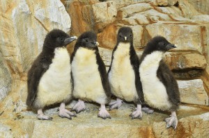Diese Küken sind bereits für die Besucher zu sehen. Foto: Daniel Zupanc