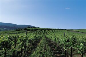 Weingärten in Traiskirchen in dem Weinbaugebiet Thermenregion in Niederösterreich. Foto: Österreich Wein Marketing/Armin Faber