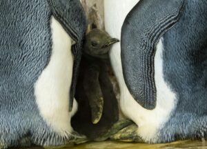 Nachwuchs bei den Königspinguinen im Zoo Wien. Foto: Daniel Zupanc