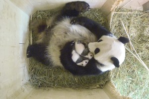 Die Aufnahme stammt vom 4. September 2016. Foto: Tiergarten Schönbrunn