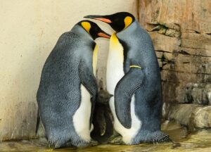 Nachwuchs bei den Königspinguinen im Zoo Wien. Foto: Daniel Zupanc