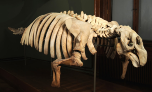 Google Art Project Naturhistorisches Museum Wien. Bild: Google