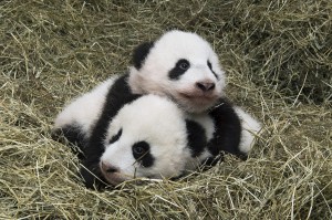 Die kleinen Racker entwickeln sich hervorragend und werden sehr bald schon für die Besucher im Zoo Wien zu sehen sein. Foto: Daniel Zupanc