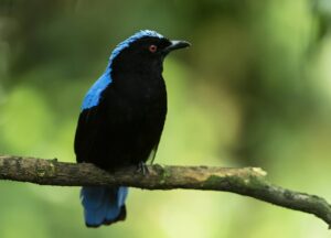 Ein Elfenblauvogel im Regenwaldhaus. Foto: Daniel Zupanc